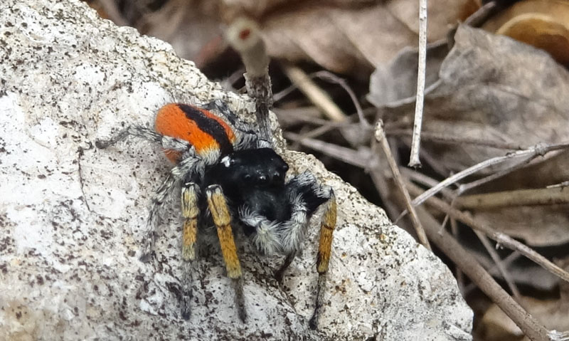 maschio di Philaeus chrysops - Salticidae